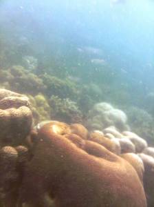 terumbu karang angsana